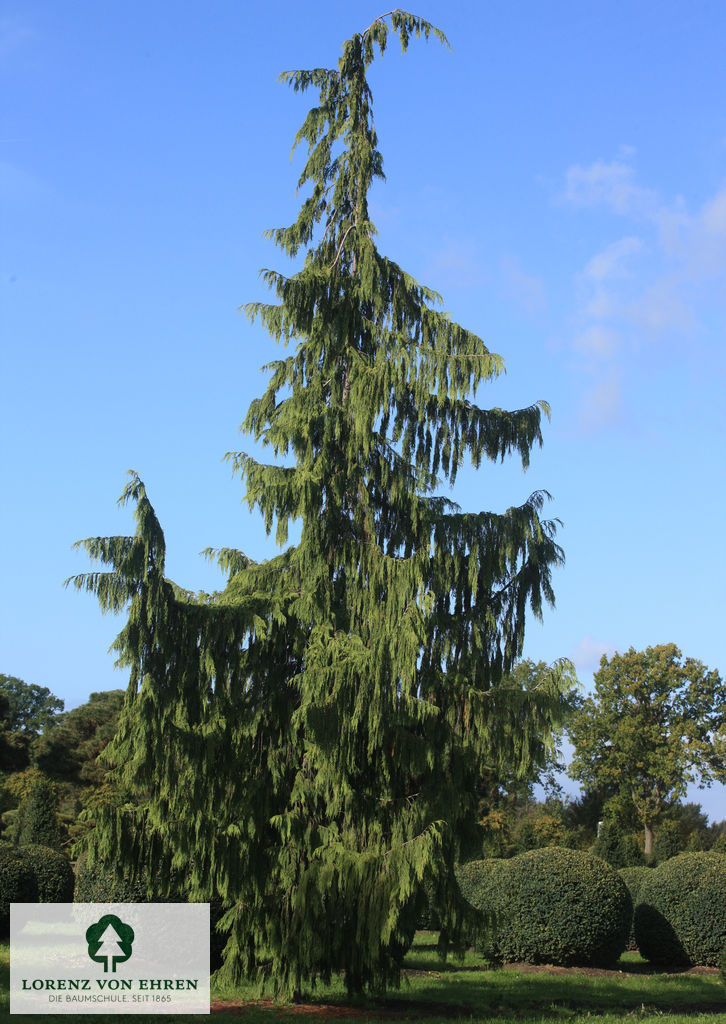 Chamaecyparis nootkatensis 'Pendula'