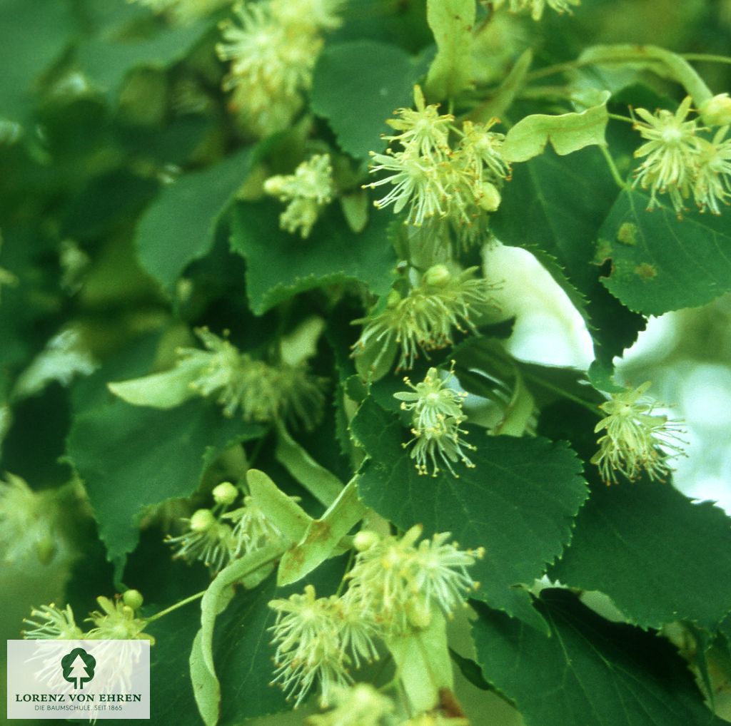 Tilia vulgaris