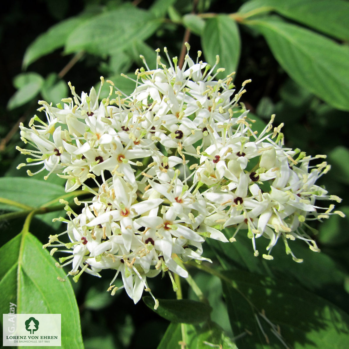 Cornus sanguinea