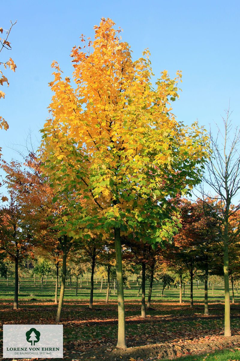 Acer pseudoplatanus