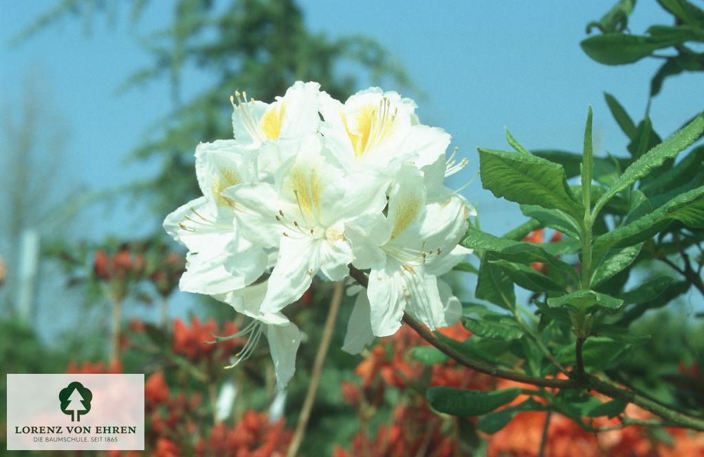 Rhododendron Azalea 'Persil'