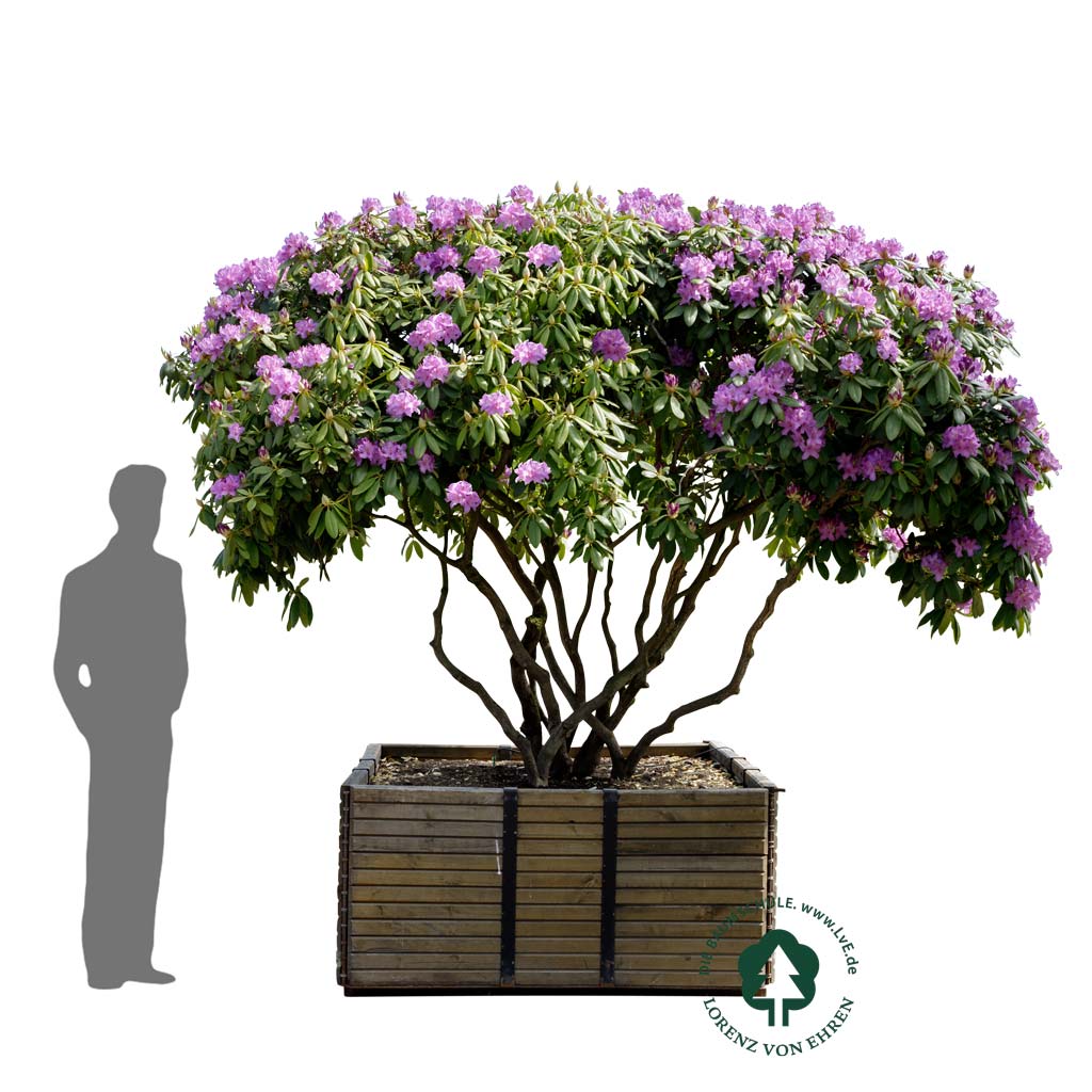 Rhododendron Hybride 'Catawbiense Grandiflorum'