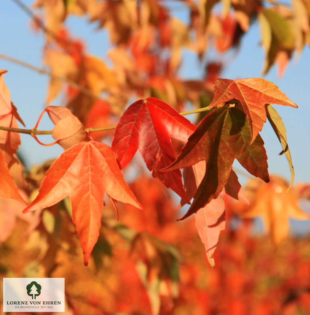 Acer buergerianum