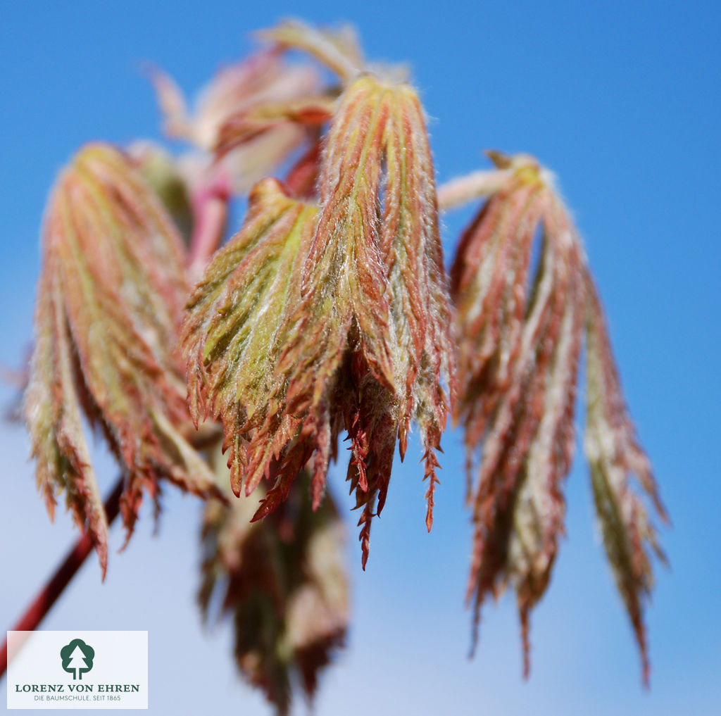 Acer platanoides 'Crimson Sentry'