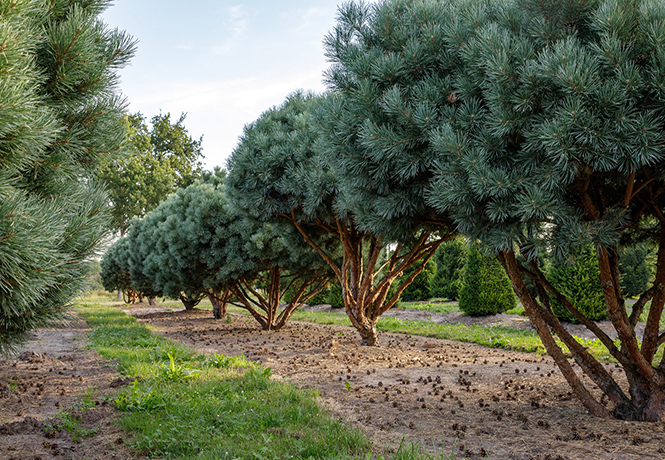 Qualitätsbewusstsein Baumschule Lorenz von Ehren – 600 Hektar Anbaufläche für hochwertige Gehölze, darunter Großbäume, Bonsai, Formgehölze, Obstbäume und seltene Baum-Raritäten.