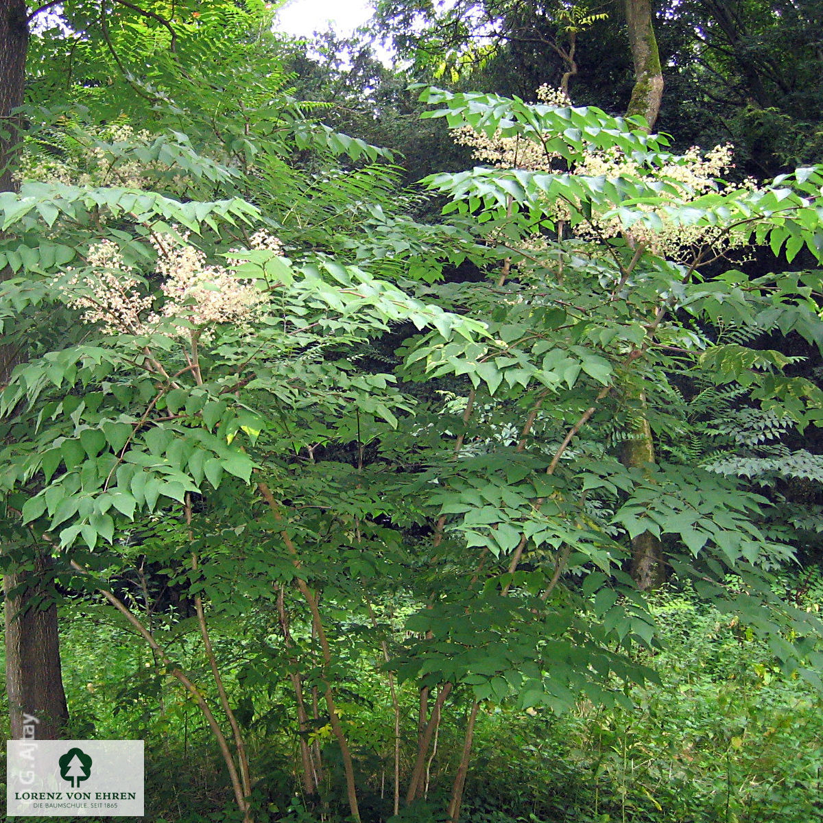 Aralia elata