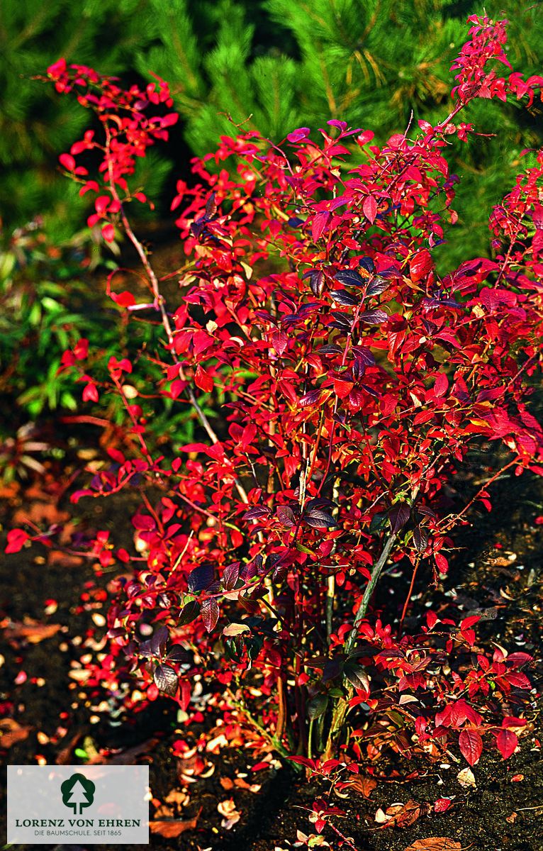 Vaccinium corymbosum 'Blueray'