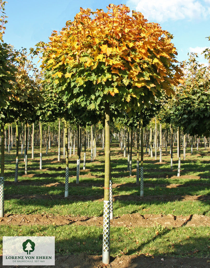 Acer platanoides 'Globosum'