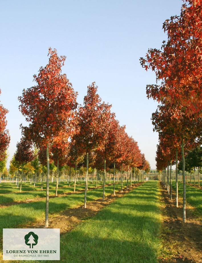 Liquidambar styraciflua 'Worplesdon'