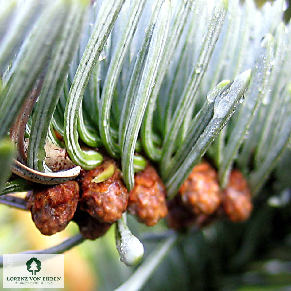 Abies procera 'Glauca'