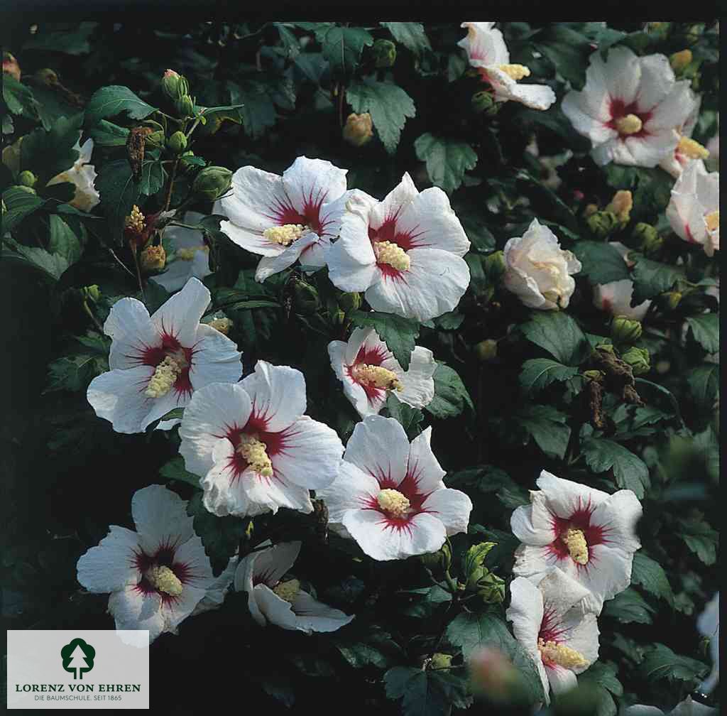 Hibiscus syriacus 'Monstrosus'