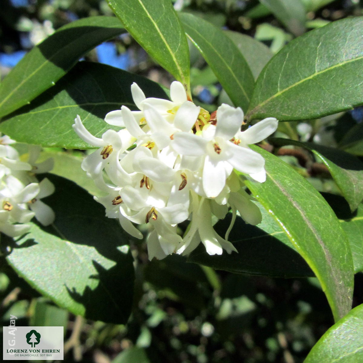 Osmanthus burkwoodii