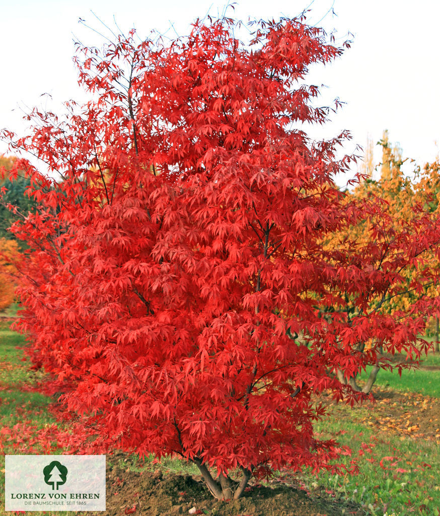 Acer palmatum 'Atropurpureum'