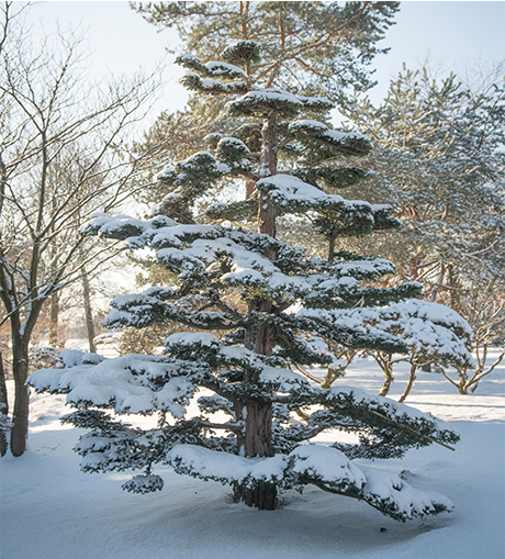 Ein großer eibenbonsai im Schnee