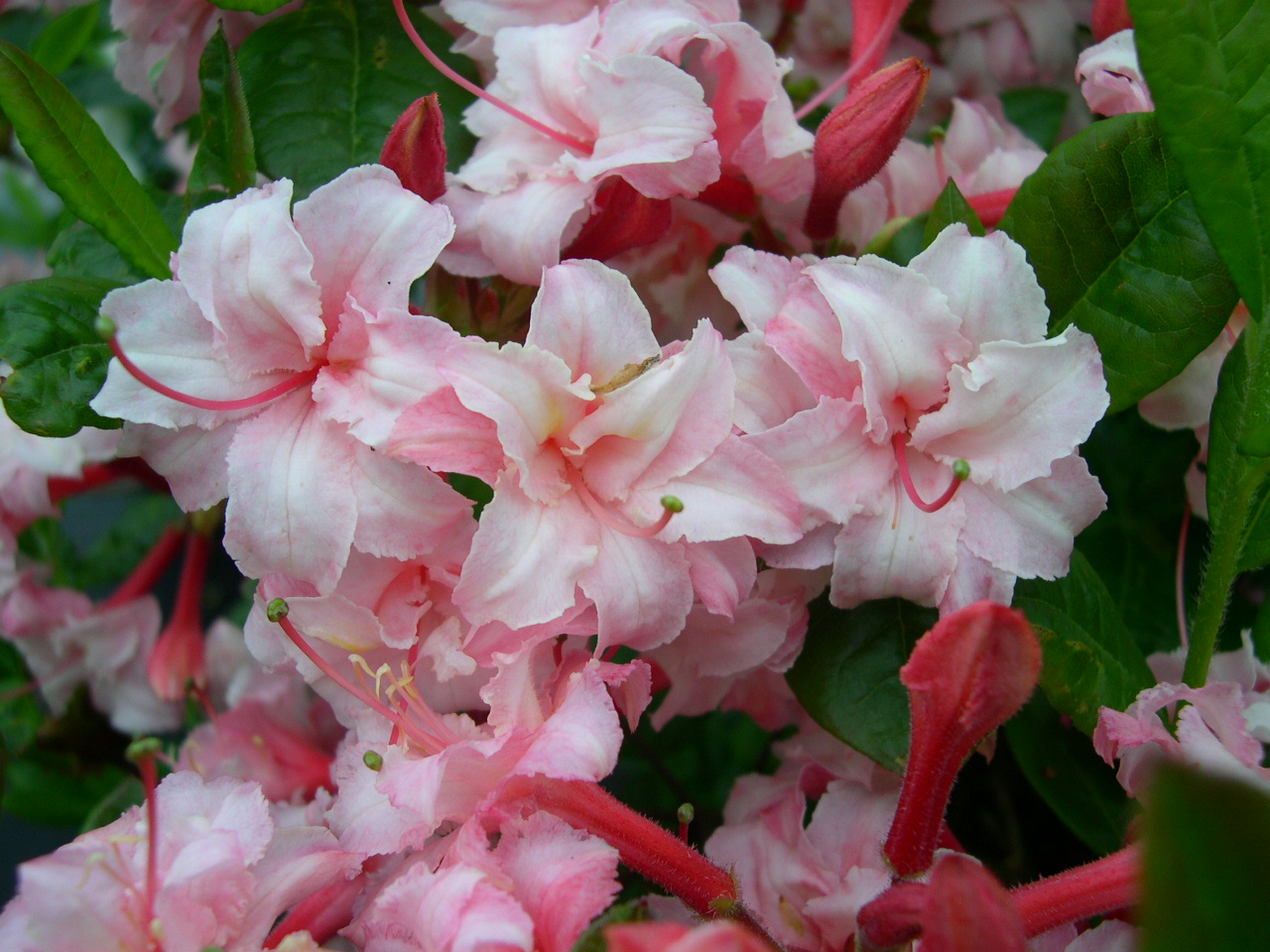 Rhododendron Azalea 'Corneille': Rosa Eleganz im Garten! Rhododendron Azalea 'Corneille': Ihre weiß/rosa Blüten verleihen Ihrem Garten eine zeitlose Eleganz.