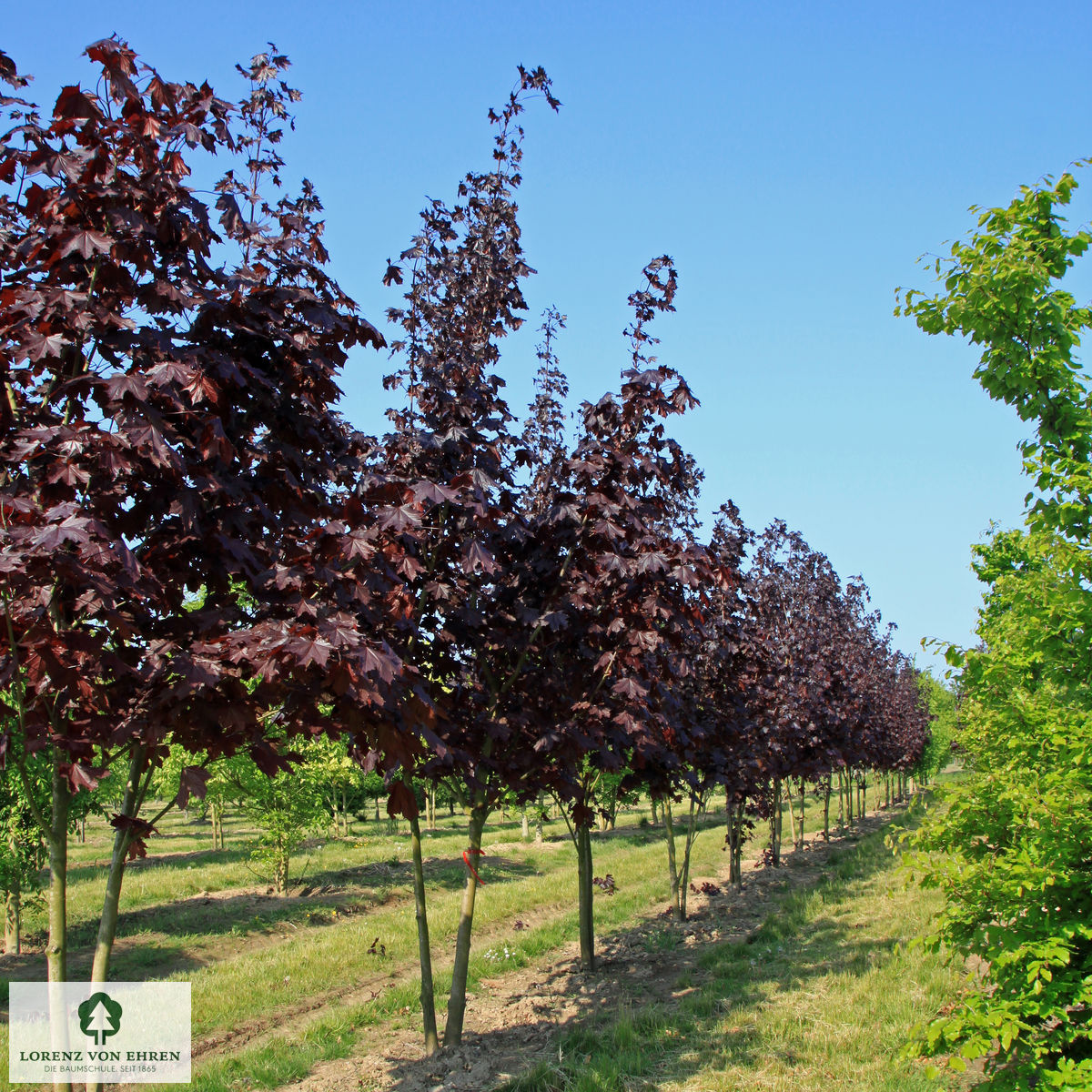 Acer platanoides 'Royal Red'