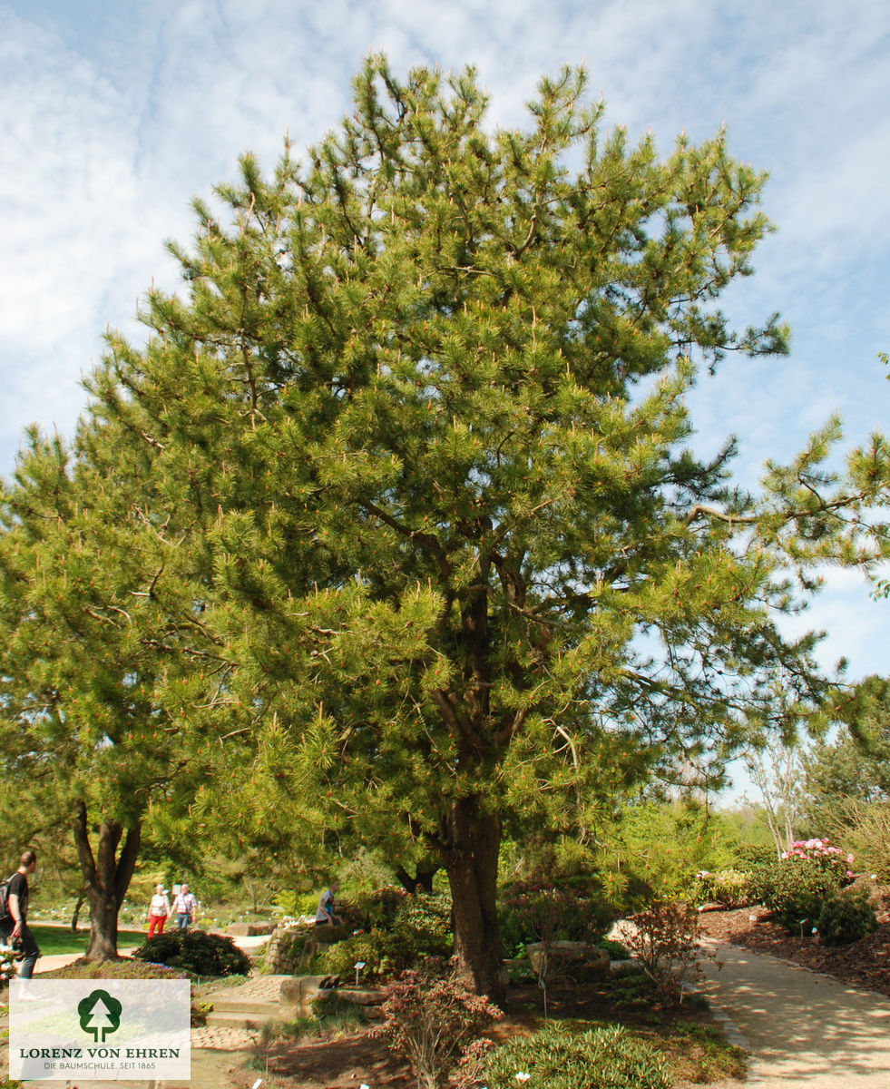 Pinus contorta