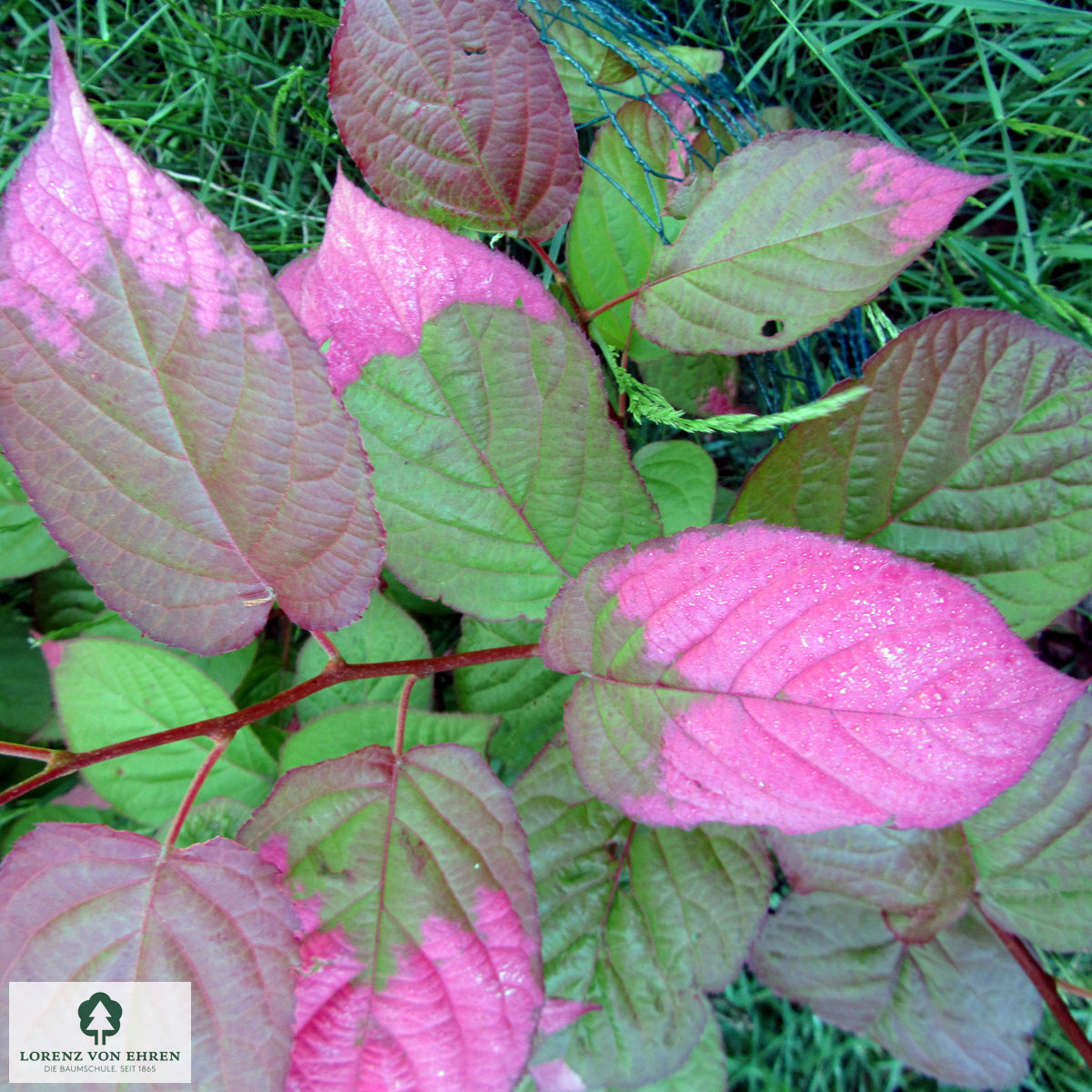 Actinidia kolomikta