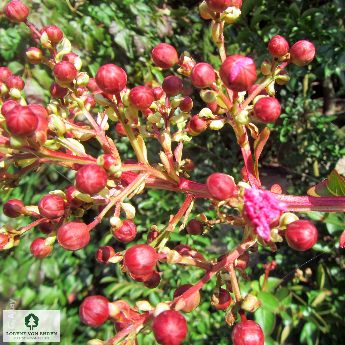 Lagerstroemia indica 'Rot'