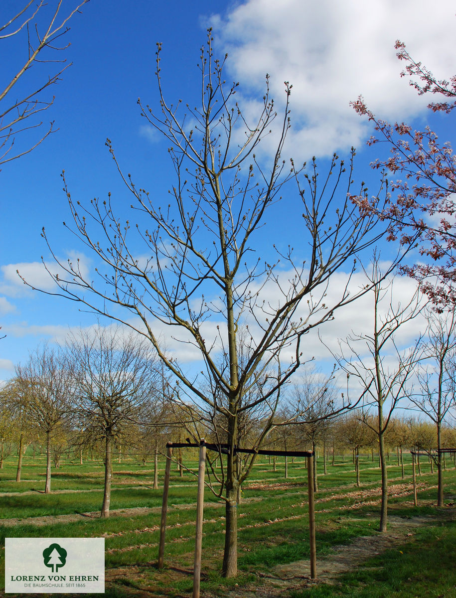 Juglans cinerea