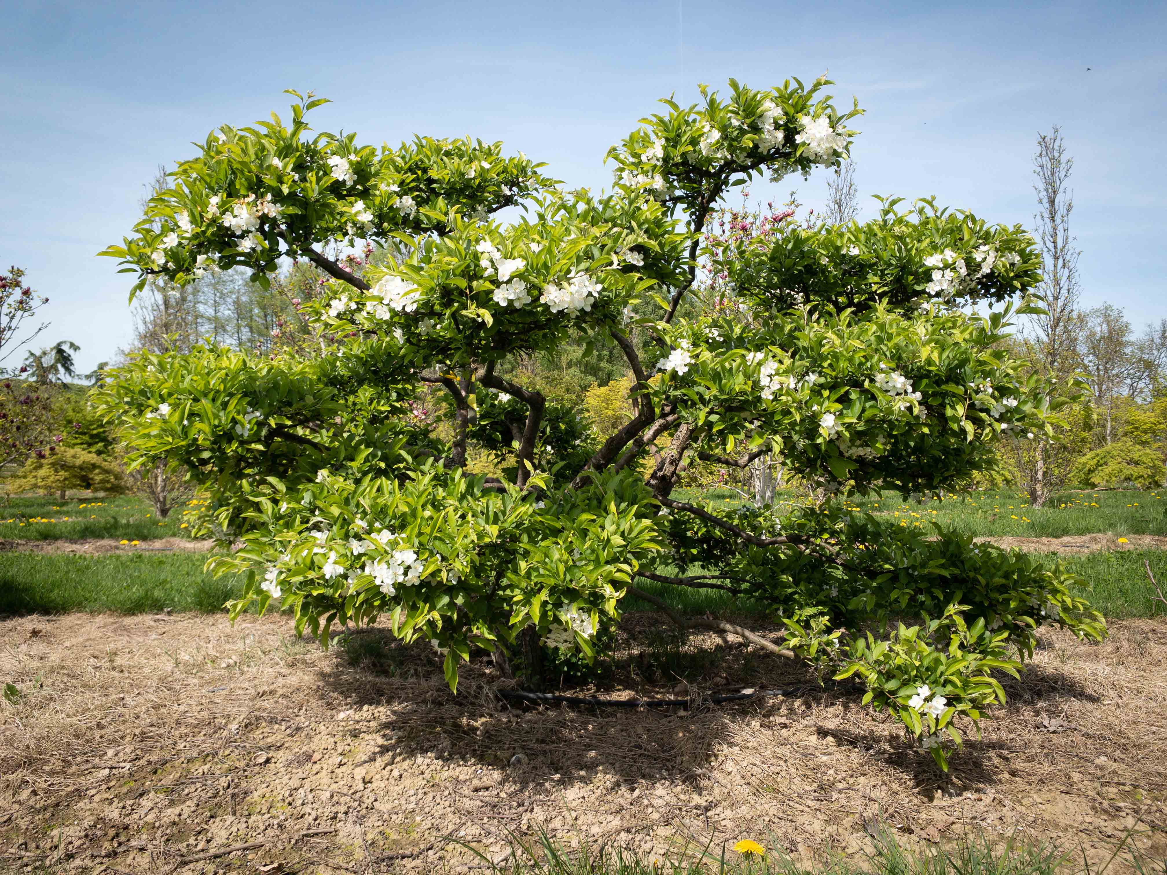 Malus toringo sargentii 'Elskilstuna' Bonsai