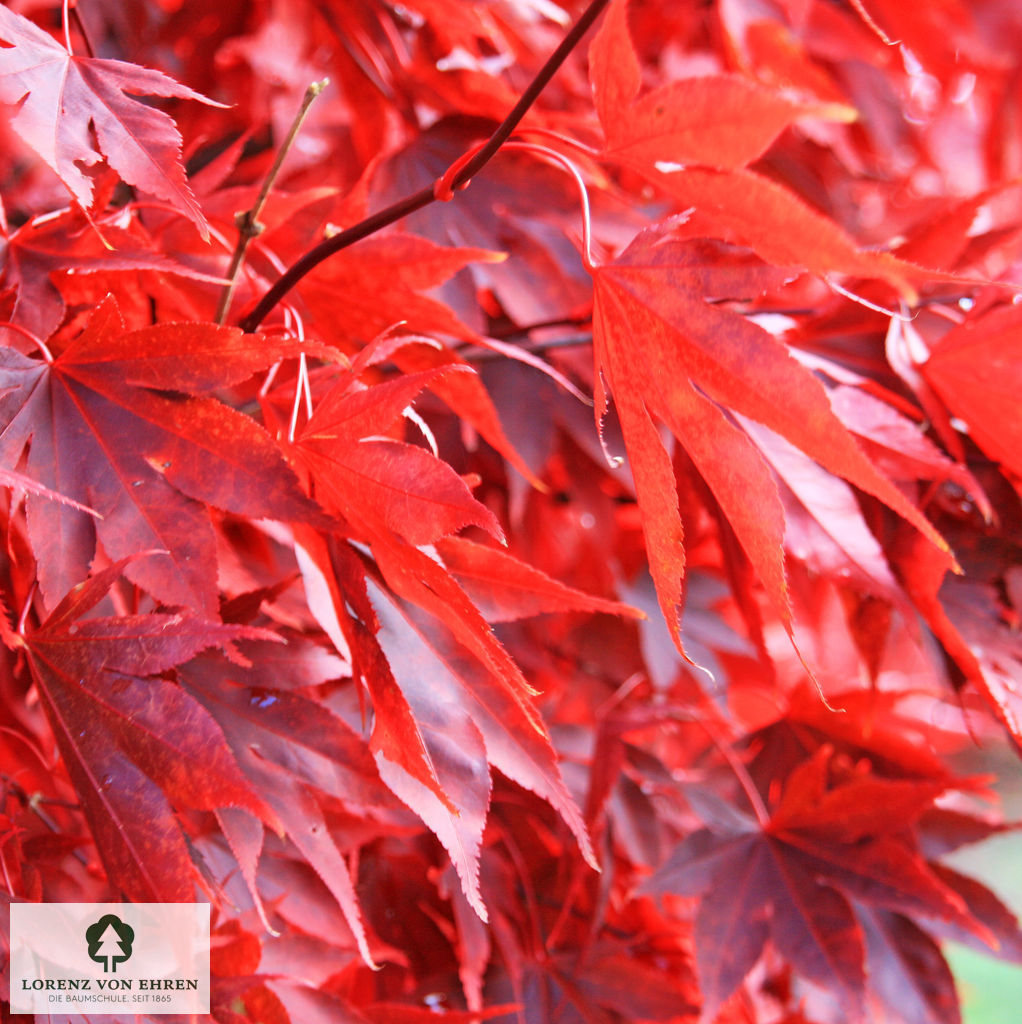 Acer palmatum 'Bloodgood'