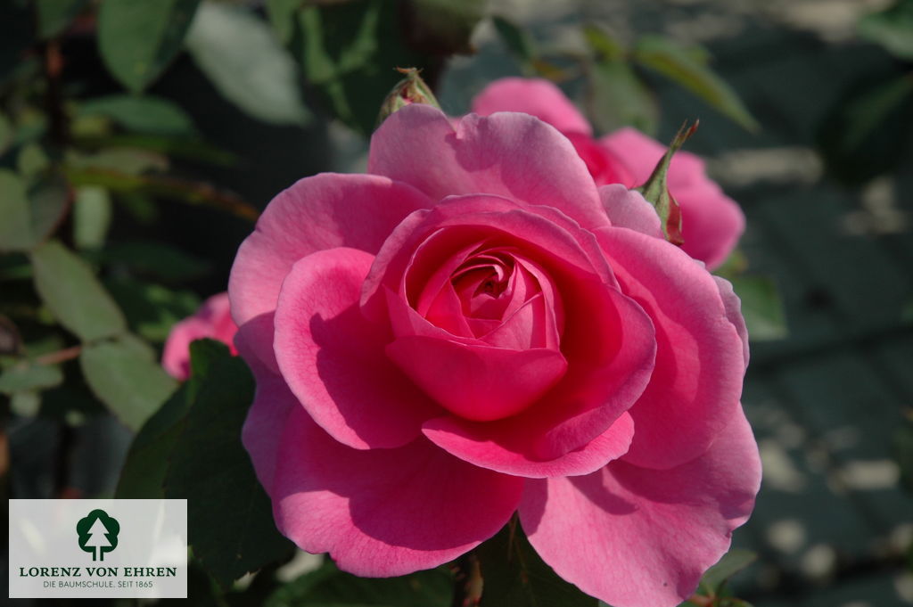 Rosa 'Gertrude Jekyll'