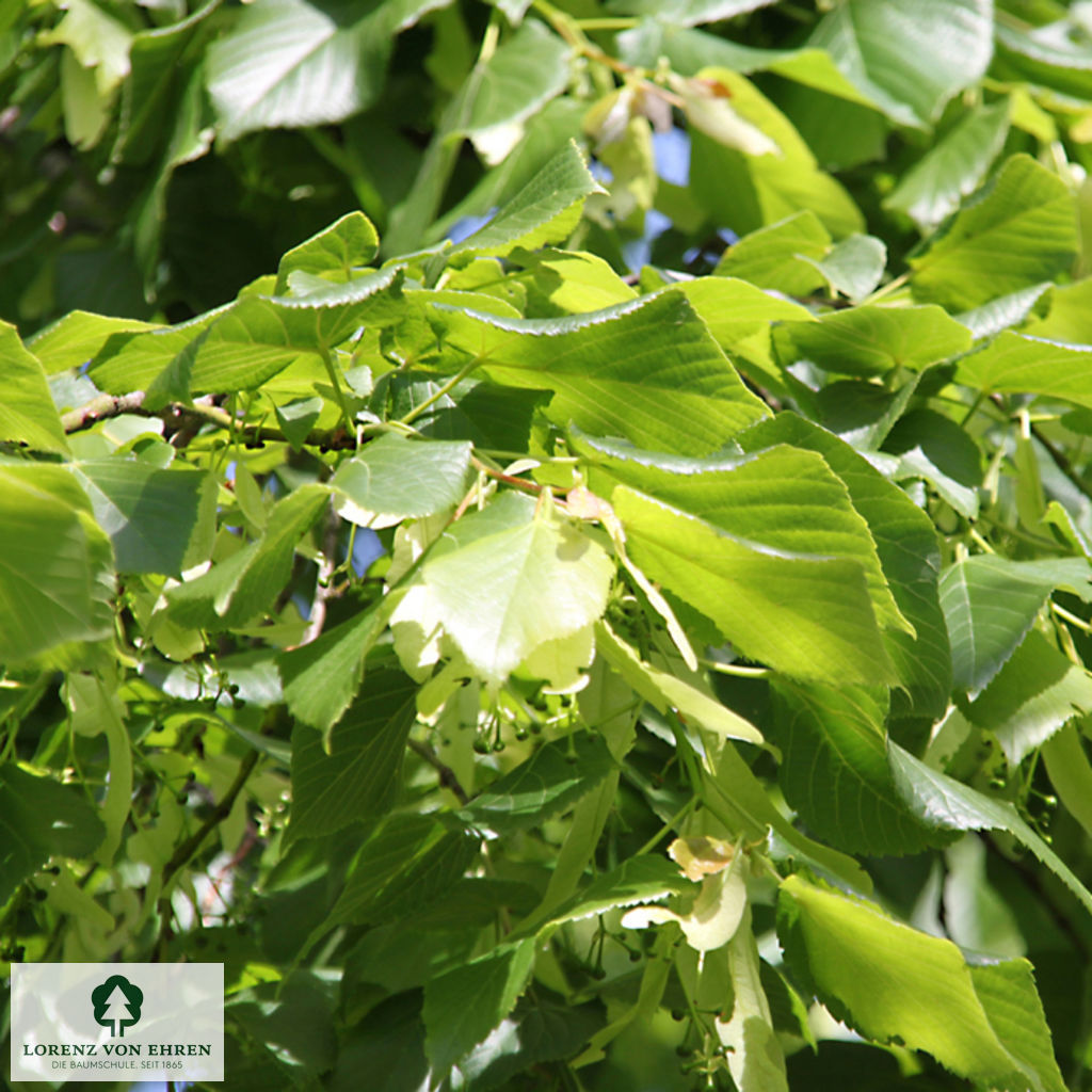 Tilia platyphyllos