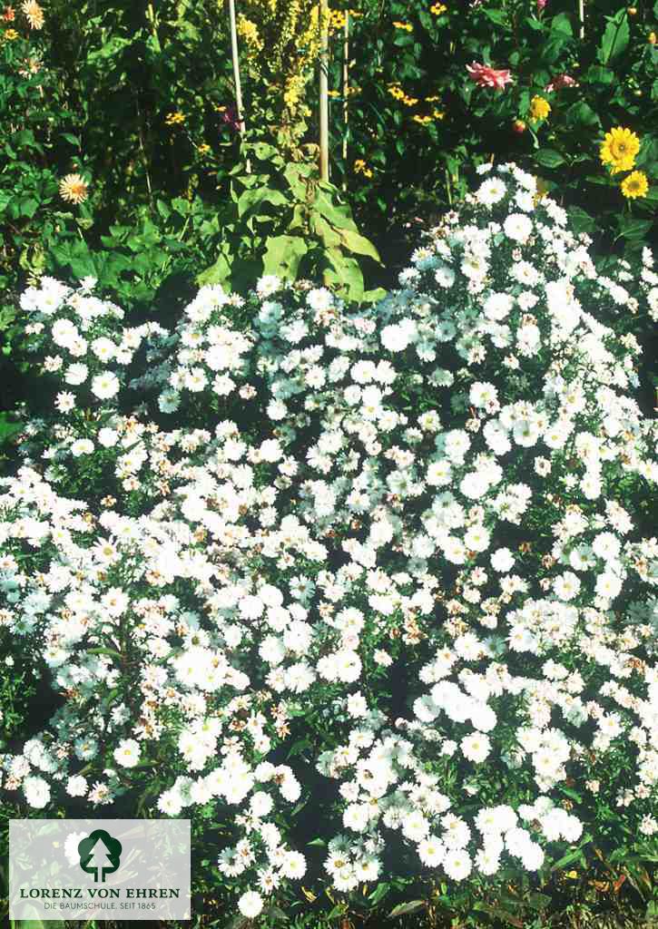 Aster dumosus 'Schneekissen'