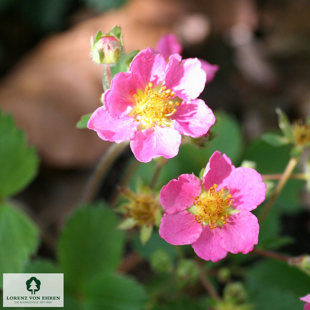 Fragaria vesca semperflorens 'Rosea'