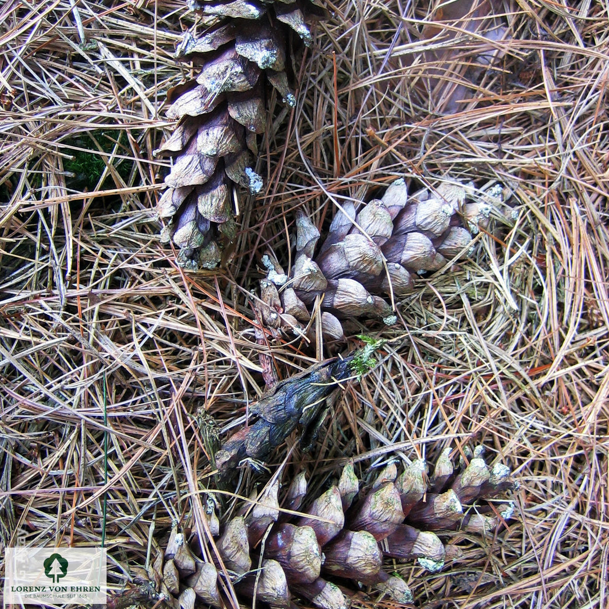 Pinus strobus 'Radiata'