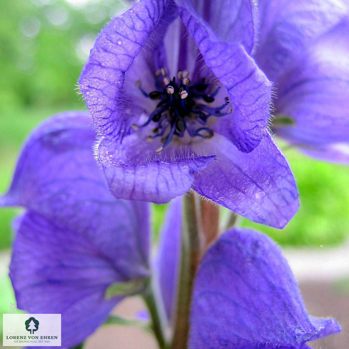 Aconitum napellus