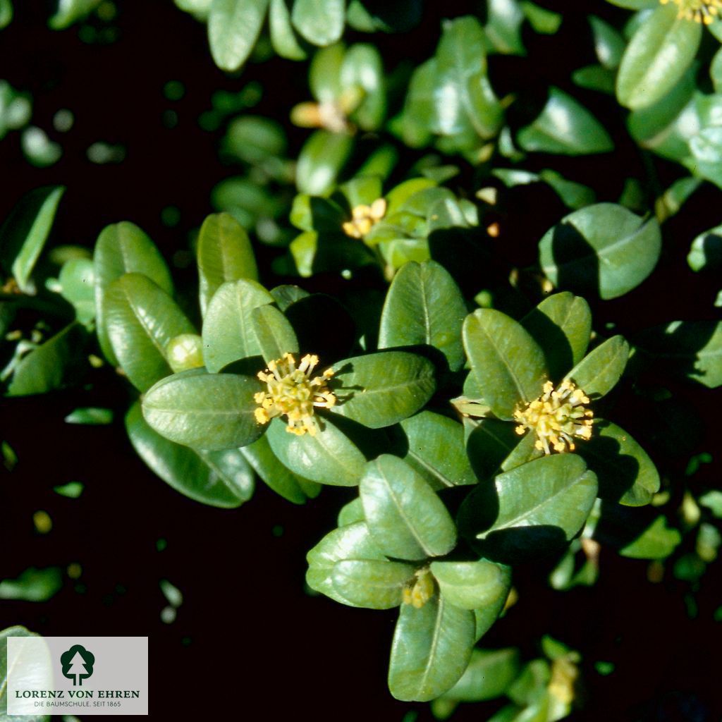 Buxus sempervirens 'Handsworthiensis'