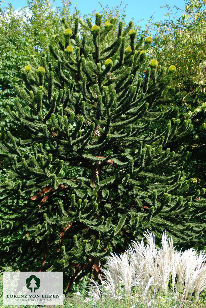 Araucaria araucana