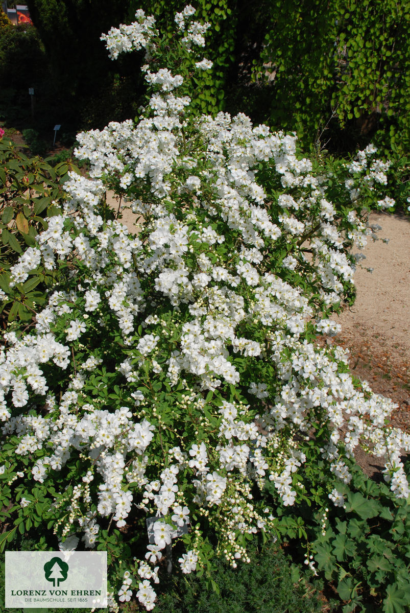 Exochorda macrantha 'The Bride'