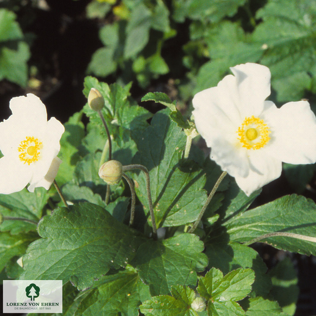 Anemone japonica 'Whirlwind'