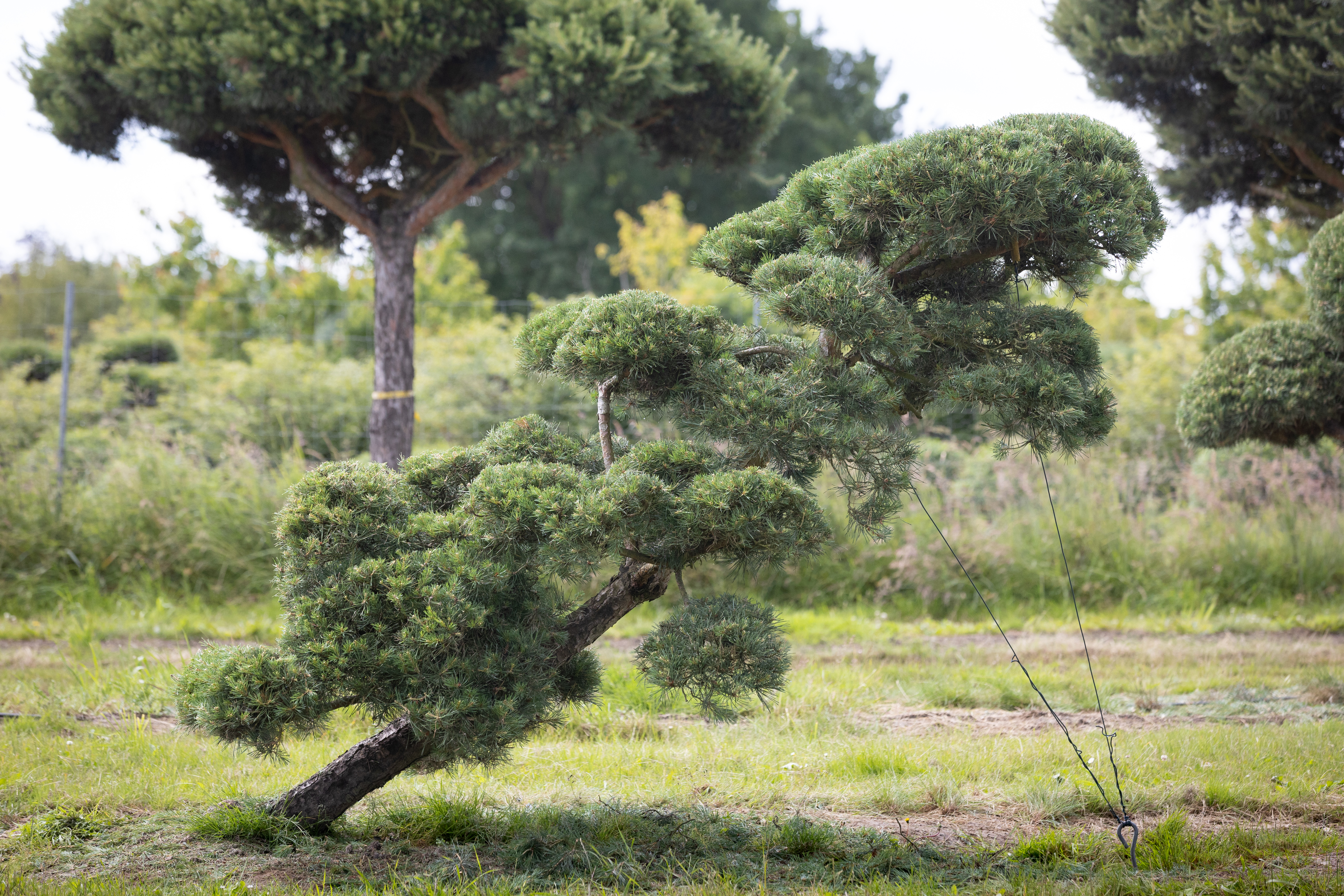 Pinus sylvestris Windswept Bonsai Pinus sylvestris Windflüchter Bonsai