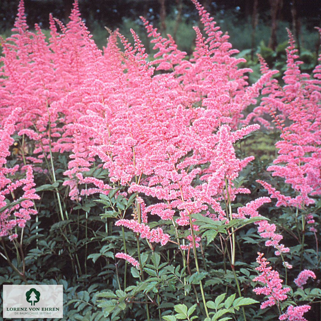Astilbe arendsii 'Cattleya'