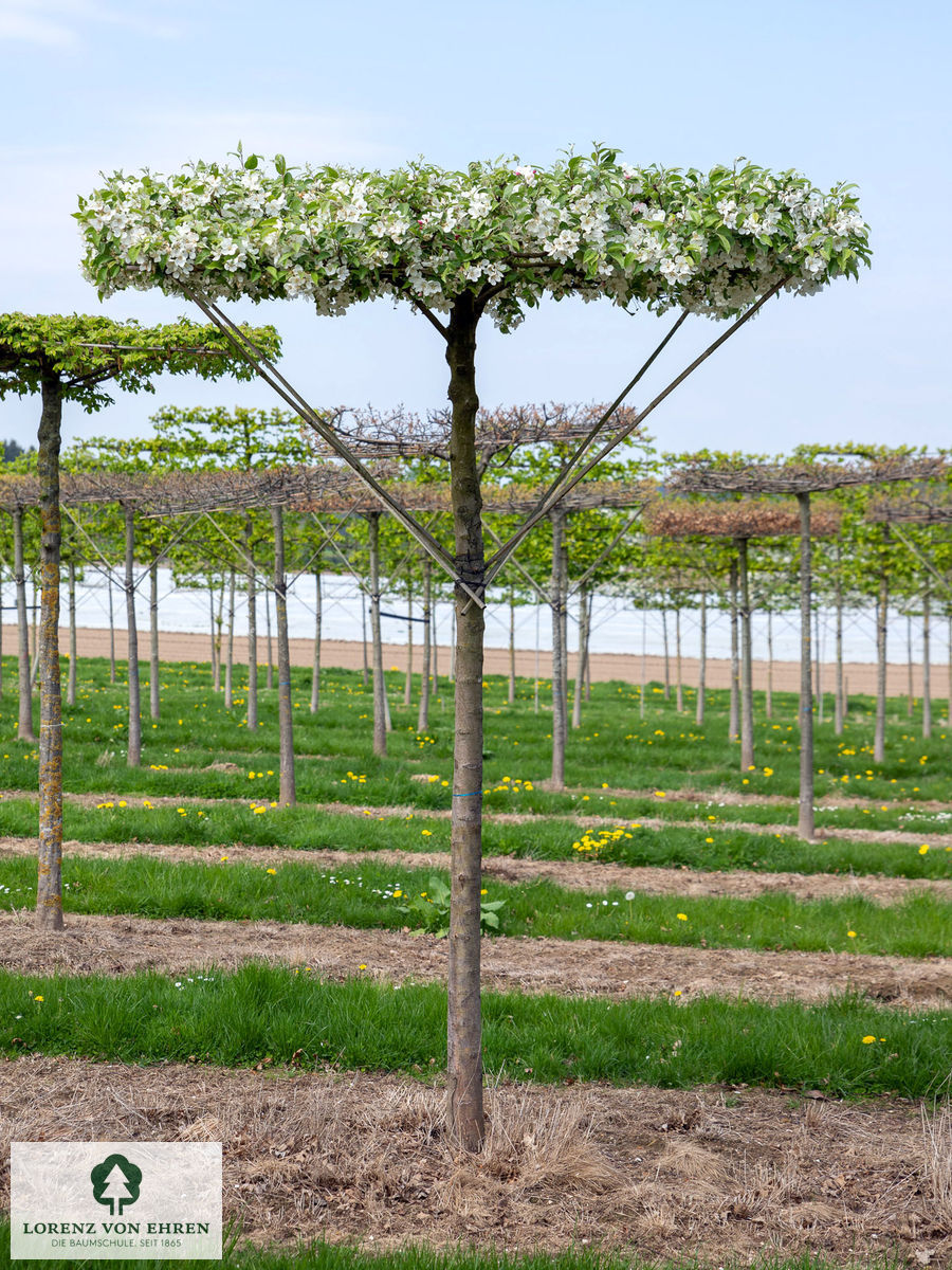 Malus evereste  blühendes Dach