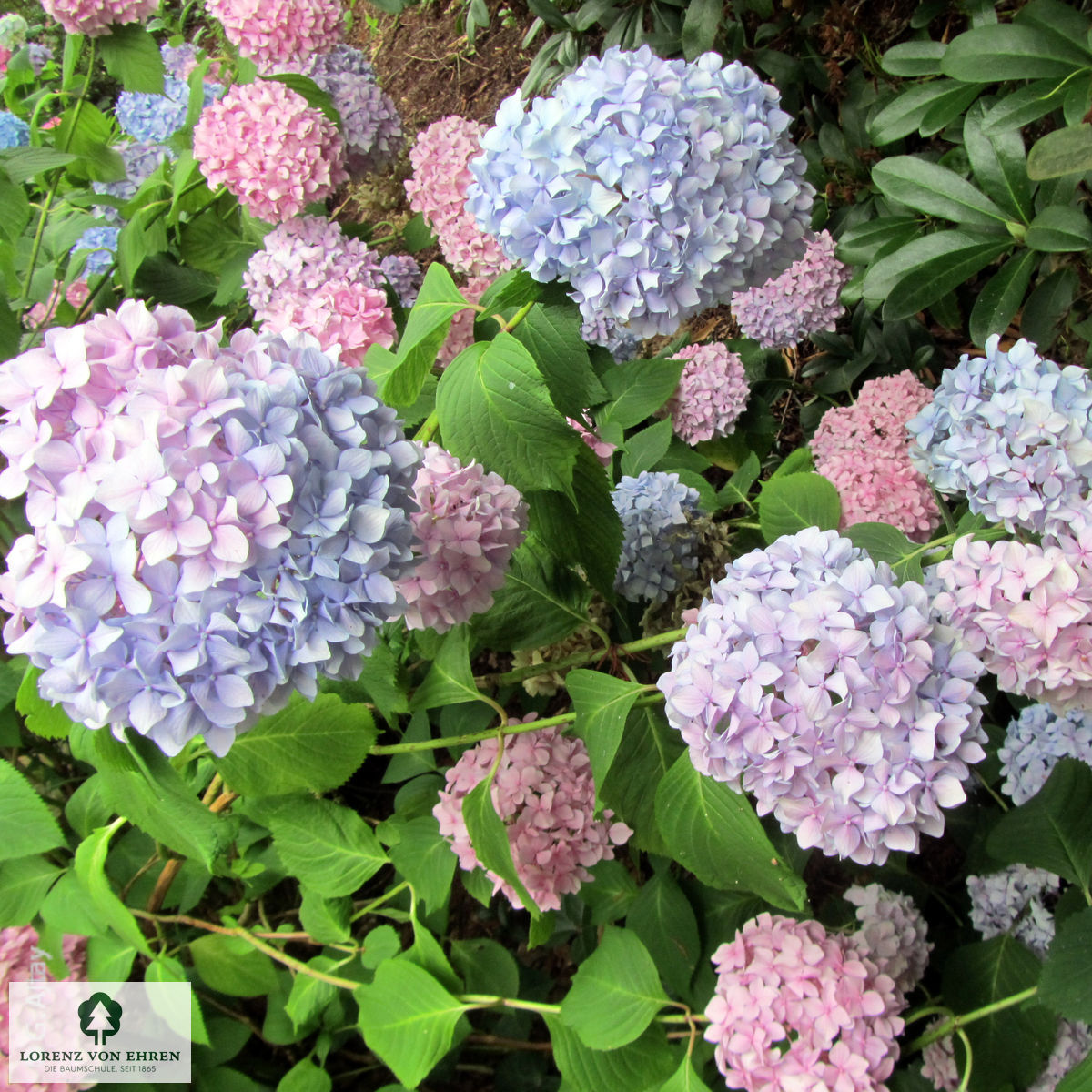 Hydrangea macrophylla 'Bouquet Rose'