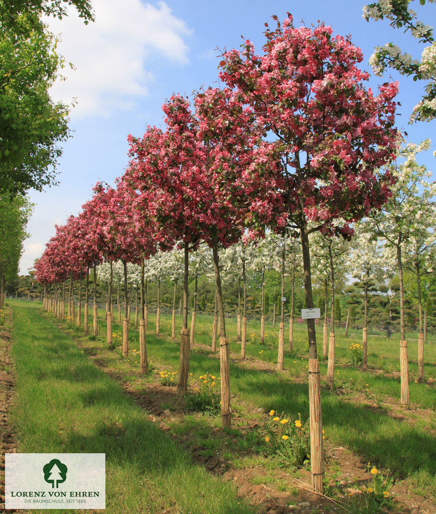 Malus 'Rudolph'