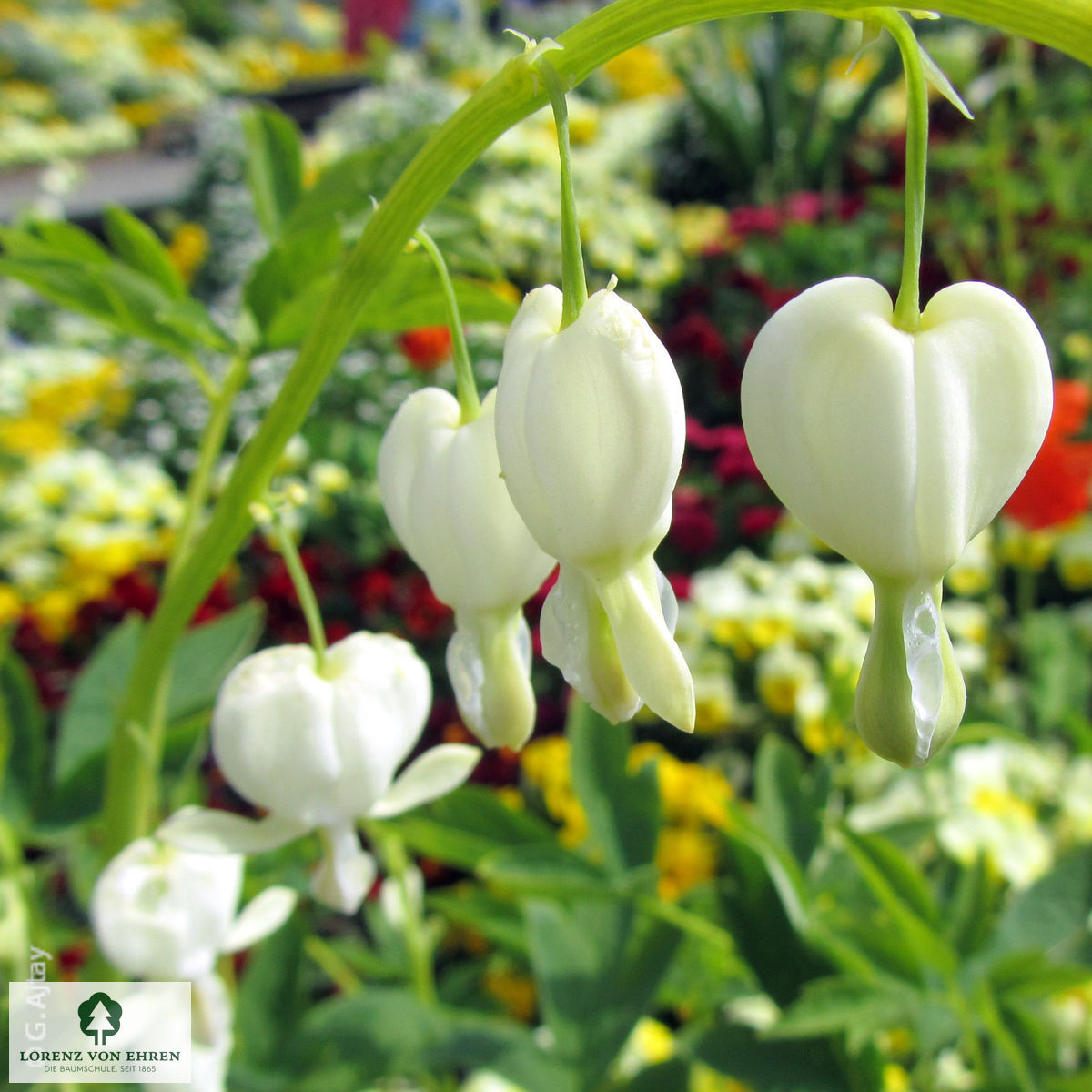 Dicentra spectabilis 'Alba'