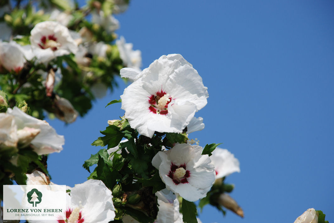 Hibiscus syriacus 'Red Heart'