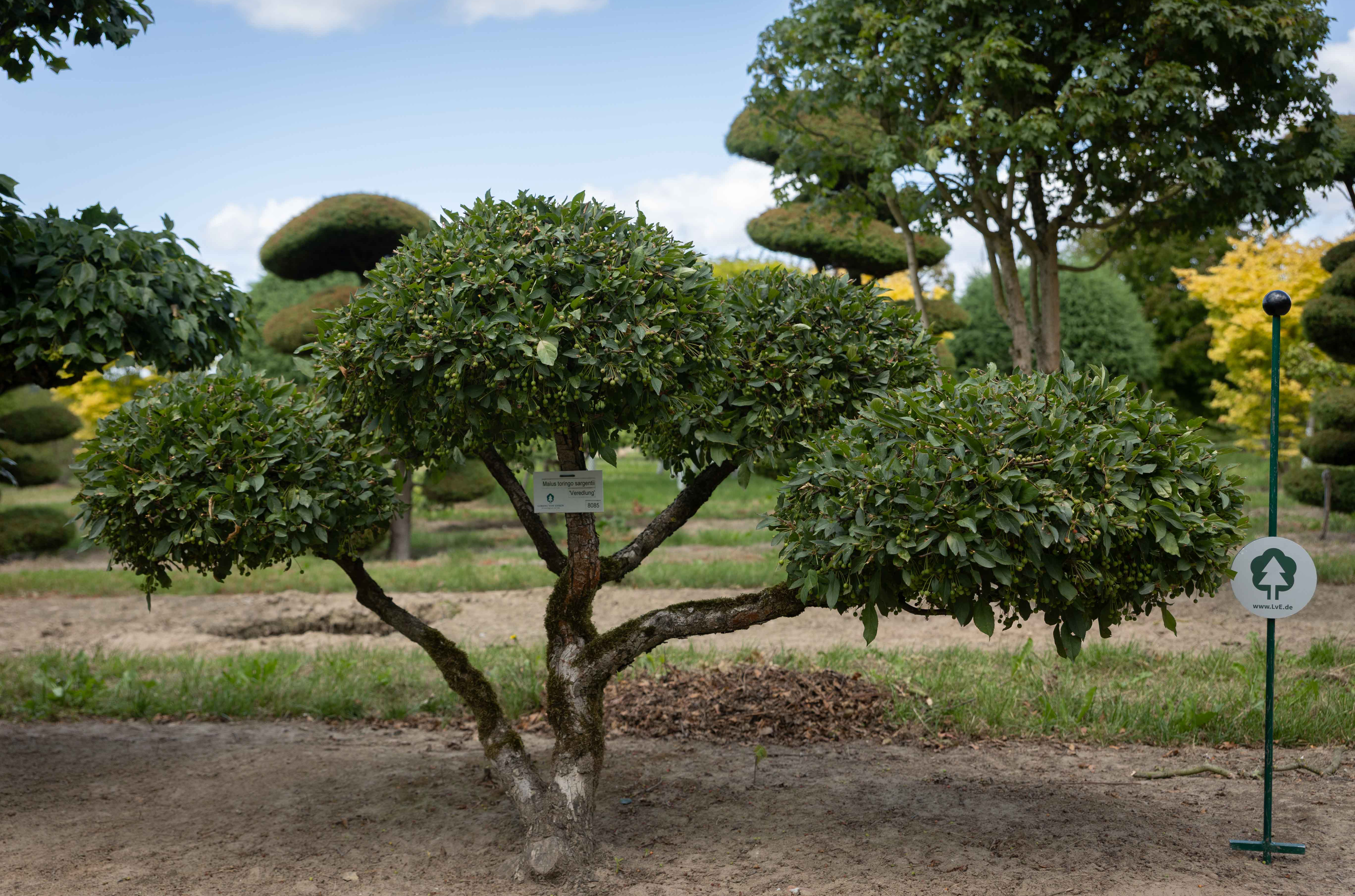 Ein kleinerer, mehrstämmiger Bonsai mit grünem Laub.