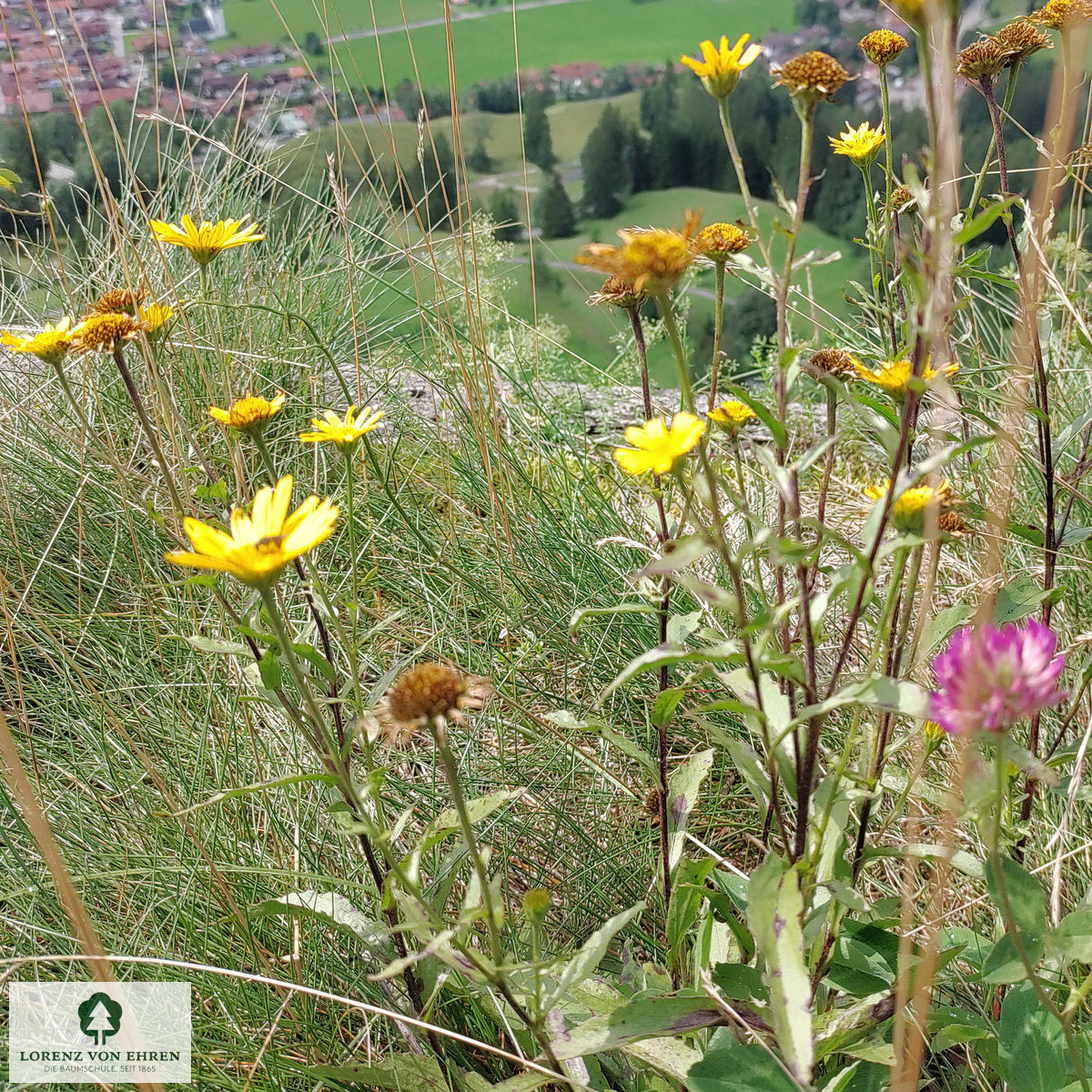 Buphthalmum salicifolium