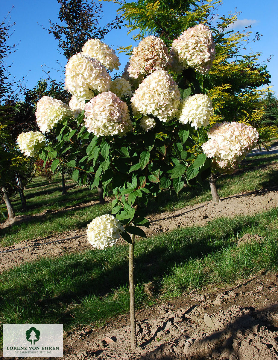 Hydrangea paniculata 'Limelight'