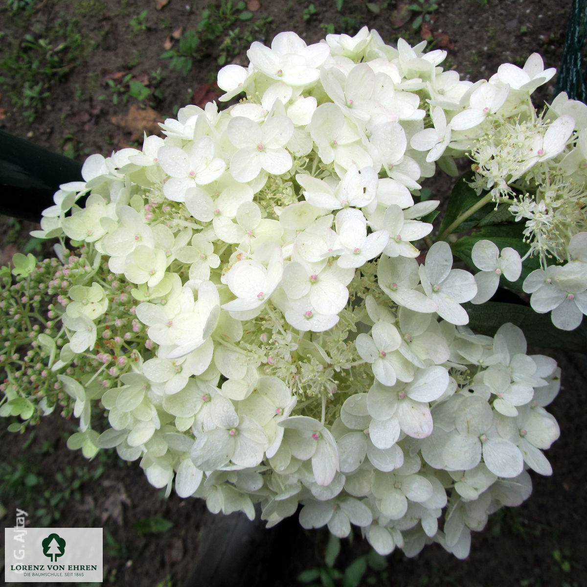 Hydrangea paniculata 'Grandiflora'