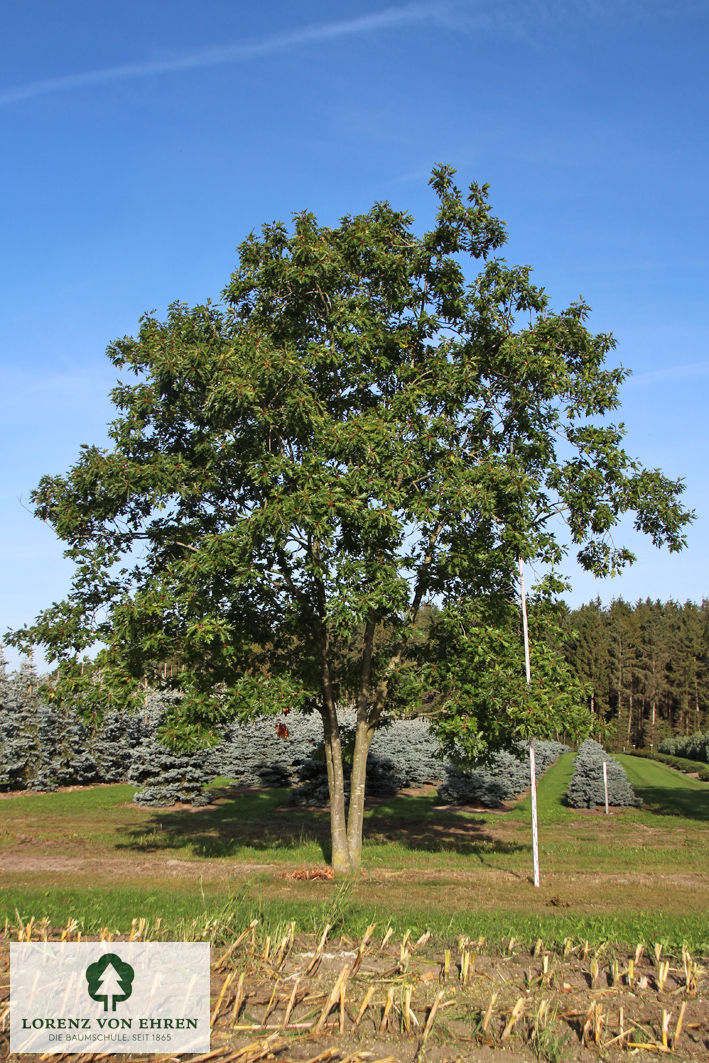 Quercus rubra