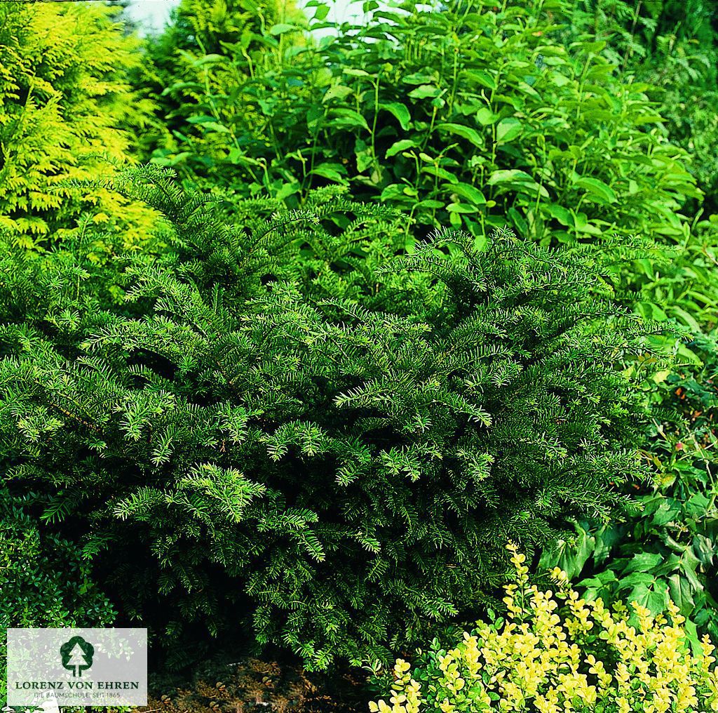 Taxus baccata 'Nissen's Präsident'