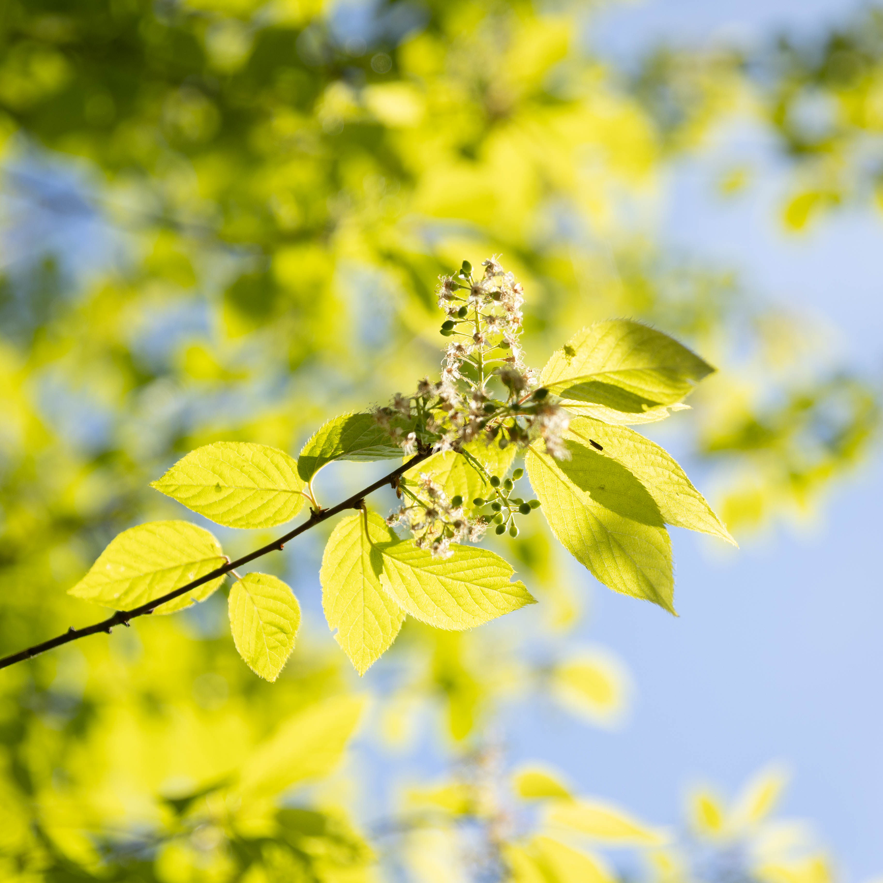 Prunus maackii 'Amber beauty' VJ
